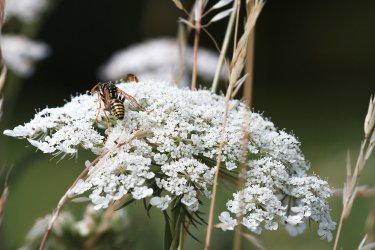 comp_IMG_0612-wespe.jpg