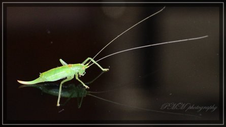 comp_PMM-D5100  DSC_0356.jpg