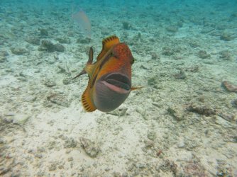 K1600_IMG_0685.JPG
