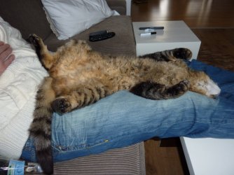 image.jpg