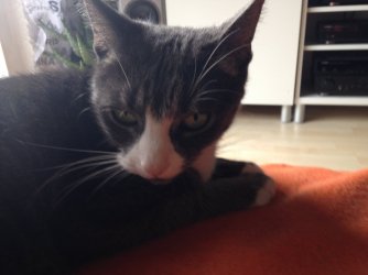 Lucy 01.JPG