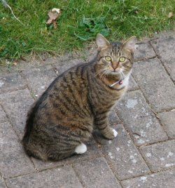 Tiger.JPG