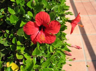 IMG_0556.JPG