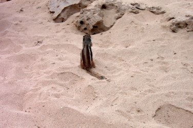 Fuerte 2005 012.jpg
