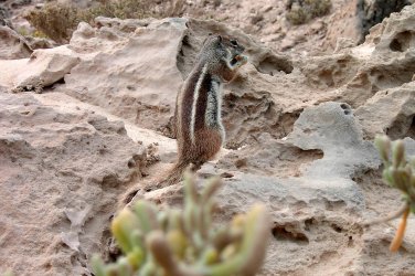 Fuerte 2005 013.jpg