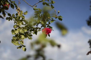 _MG_6145.jpg