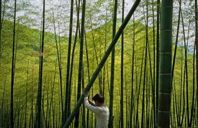 bambus-10862.jpg bambus-10862.jpg