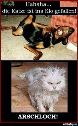 hahaha-die-katze-ist-ins-klo-gefallen.jpg