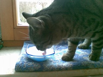 cappu-cat02.jpg