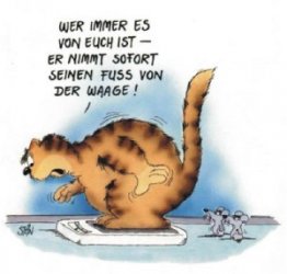 Katze.jpg