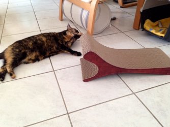 ImageUploadedByTapatalk1405449194.991427.jpg