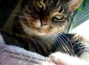 Fuer_Katzenfreunde.jpg