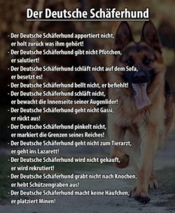 der-deutsche-schaeferhund.jpg