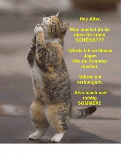 Katze im Gebet ;-).jpg