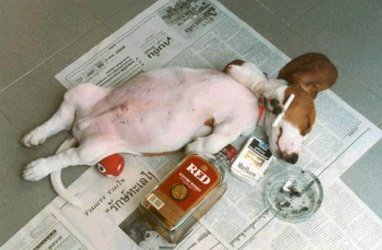 Dogathome.jpg