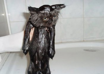 wet18.jpg