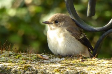 Spatz1.jpg