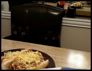 Schwarze_Katzen_Esstisch.jpg