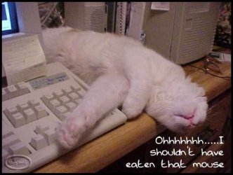 Katze1.jpg