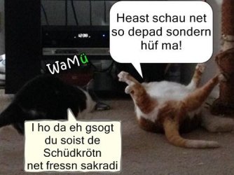 Ich_hab_dir_gesagt__du_sollst_die_Schildkroete_nicht_fressen.jpg
