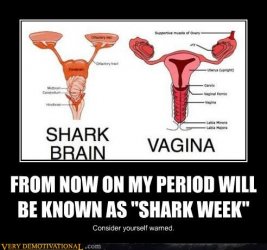 shark_week.jpg
