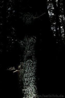 wood-11.jpg