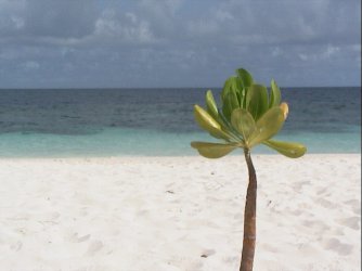 AUT_1993.JPG AUT_1993.JPG