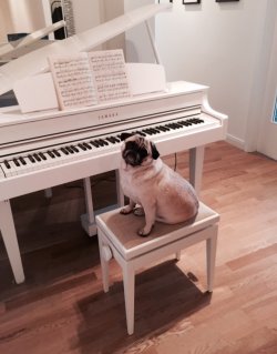 Piano_Mops.JPG