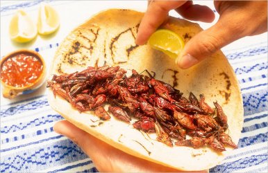 mexiko-heuschrecken-essen-gross.jpg