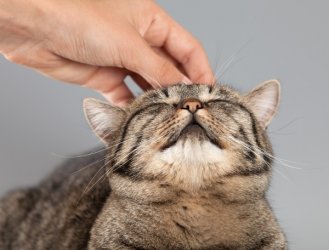 Fotolia_46898469___lexuss_klein.jpg