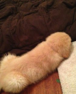Hund.jpg