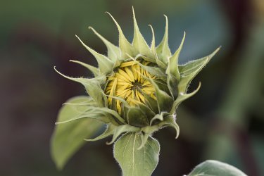 Blume-01.jpg