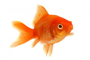 786395_1_popup_786395_1_org_goldfisch.jpg