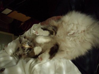 Katze 004a.jpg