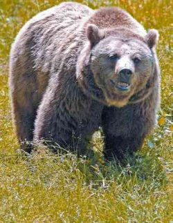 gr_250_008_6711766_baerli.jpg