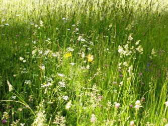 Dreiländereck 17.06.2006 029.jpg