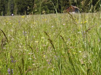 Dreiländereck 17.06.2006 030.jpg