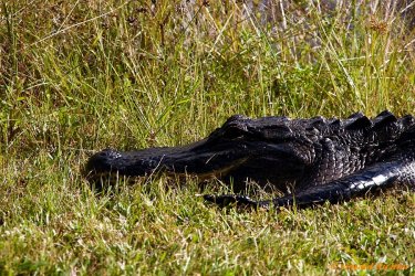 IMG_8398-k.jpg IMG_8398-k.jpg