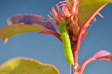 DSC_0806.jpg