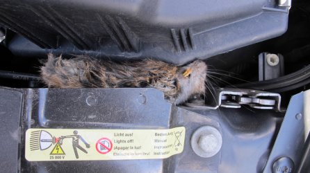 ratte1.jpg
