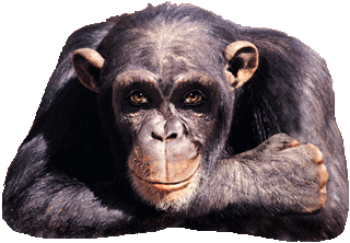 affe_groß.gif