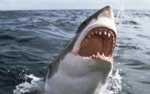 jaws.jpg jaws.jpg