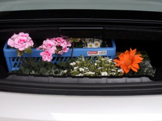Blumen.jpg