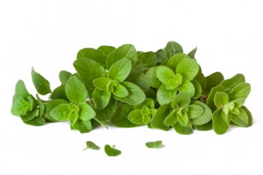 oregano-isp.jpg