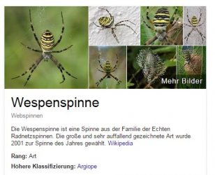spinne.JPG