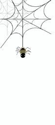 spinne-14.gif