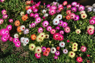 mittagsblumen.JPG