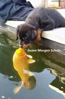 gutenMorgen_Schatz.jpg