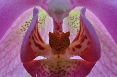 orchideenblüte.JPG