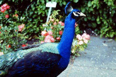 2011-07-06_49.JPG